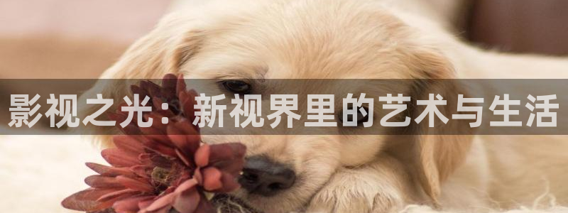 九九电视剧免费观看完整版：影视之光：新视界里的艺术与生活